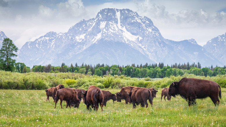 A herd of buffalo graze beneath the high mountains of the Grand Tetons