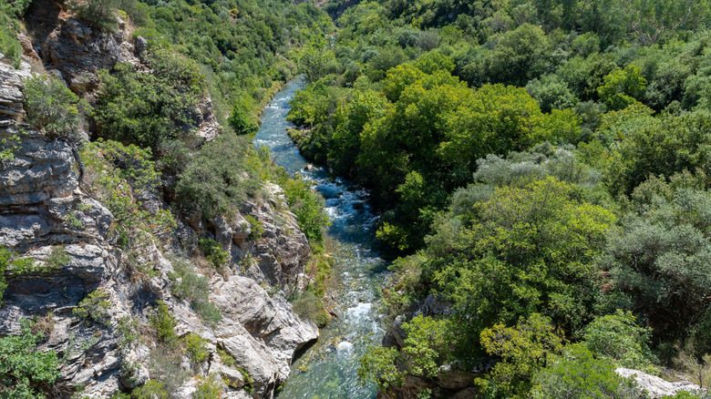 River flowing through a lush green forest in Karytaina, Arcadia region