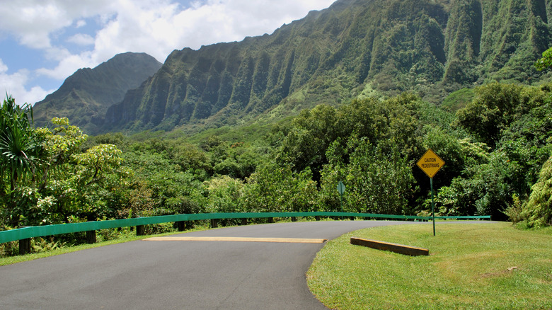 A roadside view of the green Ko'olau Mountain Range along the scenic Round Top Drive in Oahu, Hawaii.