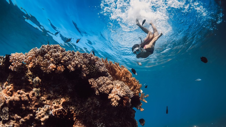 Woman snorkeling among Hawaii's coral reef and sea life