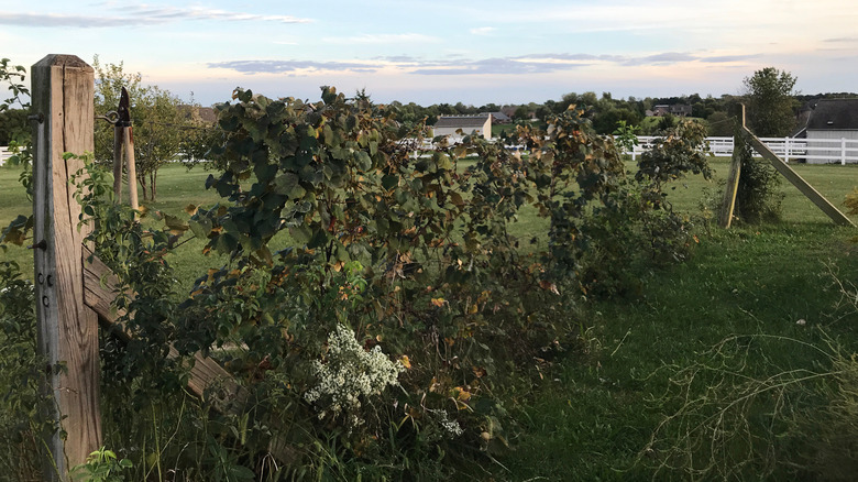 A vineyard in rural Illinois toward evening