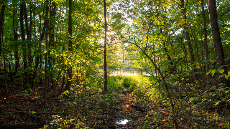 Trail near New Albany, Indiana