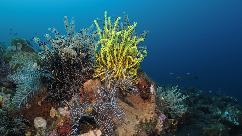 Coral reef under the Flores sea, Satonda Island