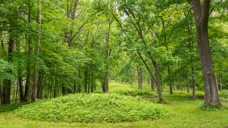 Effigy Mounds National Monument in Iowa