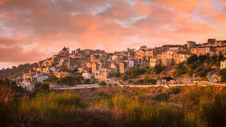 View of Vico del Gargano, Italy during sunset hours with historic buildings lining the hillside, with shrubs and plants in the foreground.