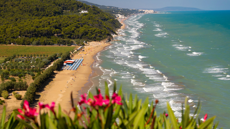 Aerial coastal view of Adriatic coast near Vico del Gargano, Italy with flowers blurred in the foreground, and umbrellas on one section of the beach.