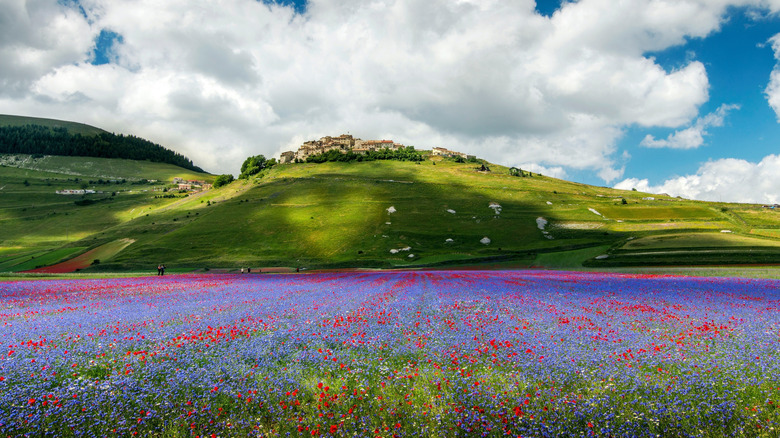 The wildflowers in bloom beneath Castelluccio