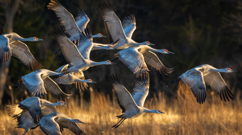 Cranes flying over the Platte River in Nebraska