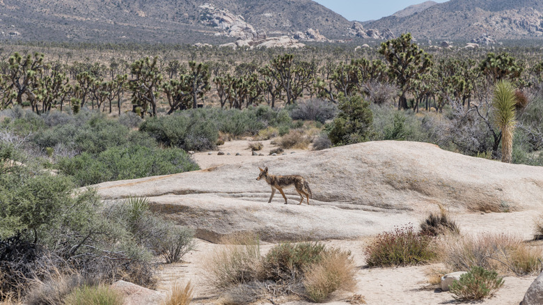 Coyote at the Joshua Tree National Park, Southern California.
