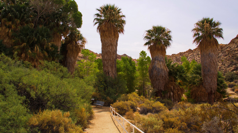 Palm trees at Cottonwood Springs in Joshua Tree National Park in California.