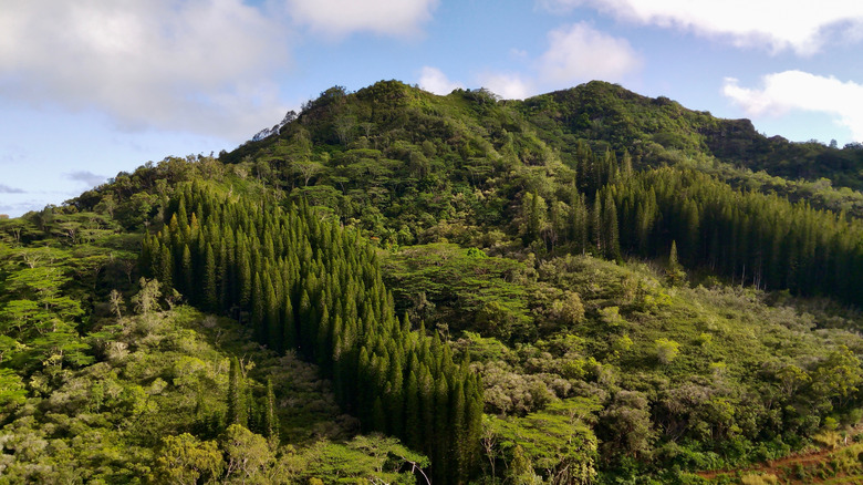 The Sleeping Giant mountain on Kauai, Hawaii