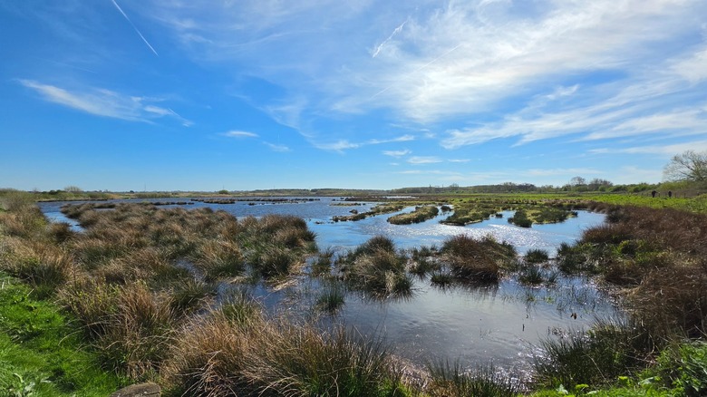 The beautiful wetlands at Lunt Meadows Nature Reserve