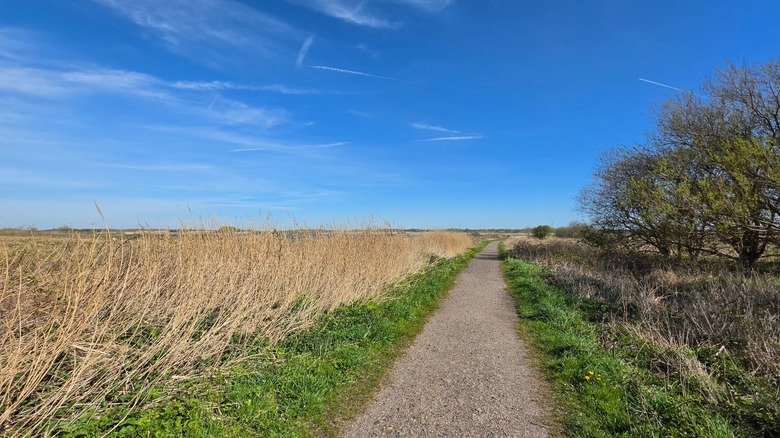 A gravel path runs through the wetlands