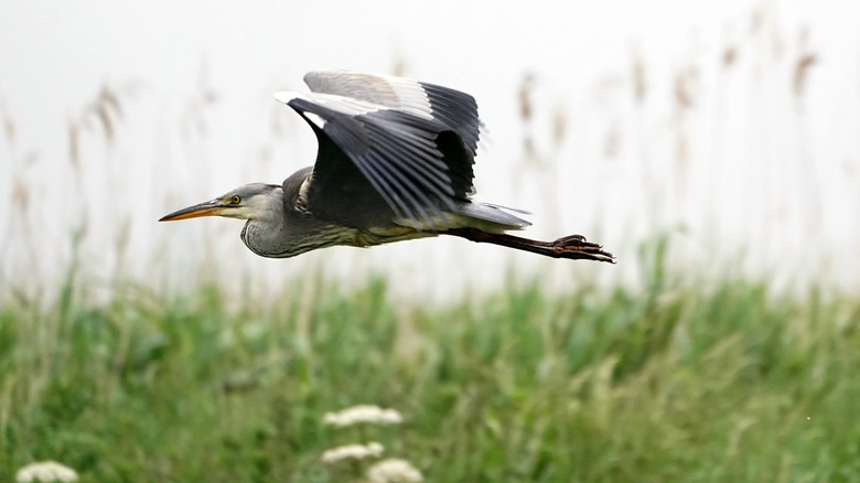 Waterfowl flying above the wetlands