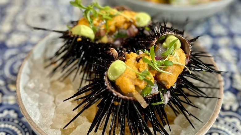 Dish with ice and sea urchin and baja bay scallop ceviche