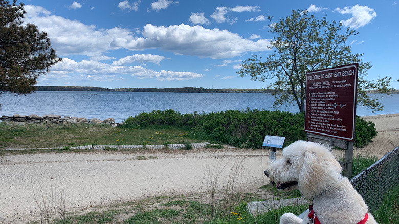 A dog looking out at East End Beach in Portland, Maine