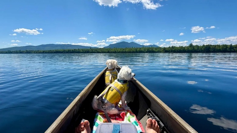 Two small white dogs sit at the front end of a canoe on calm waters of Flagstaff Lake with mountains and pine trees in the distance.