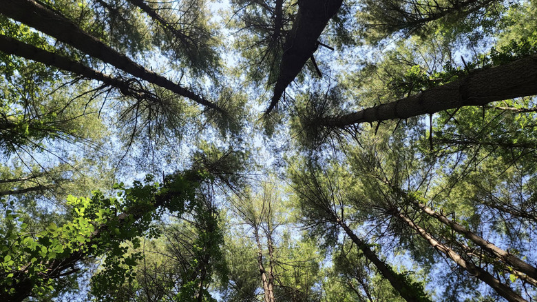 View of tall green trees against the sky in Freedman's State Park