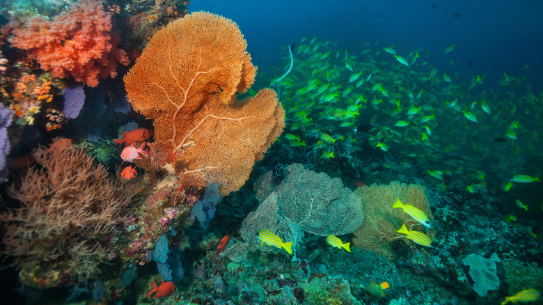 a vibrant orange fan coral on a reef surrounded by red and yellow fish