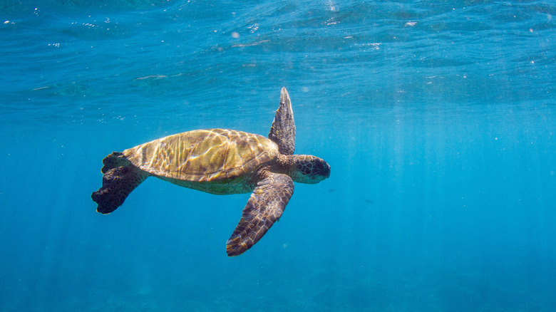 a green sea turtle swimming in Hawaiian waters