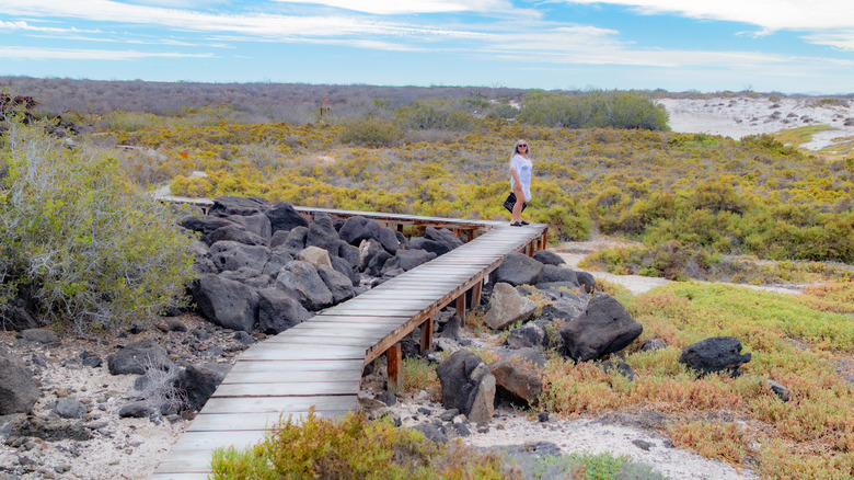 Wooden path on Isla Coronado
