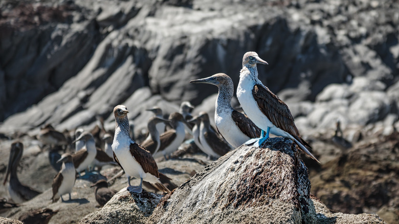 Blue-footed boobies on Isla Coronado