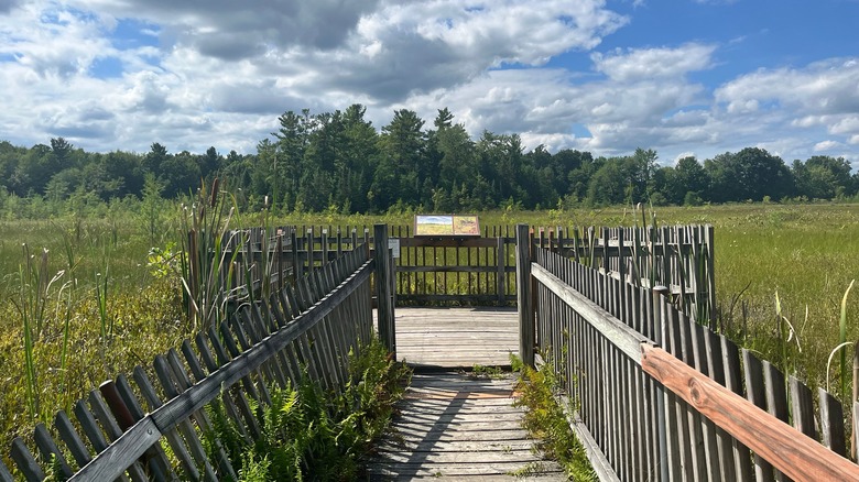 Saul Lake Bog Natural Preserve in Rockford, Michigan