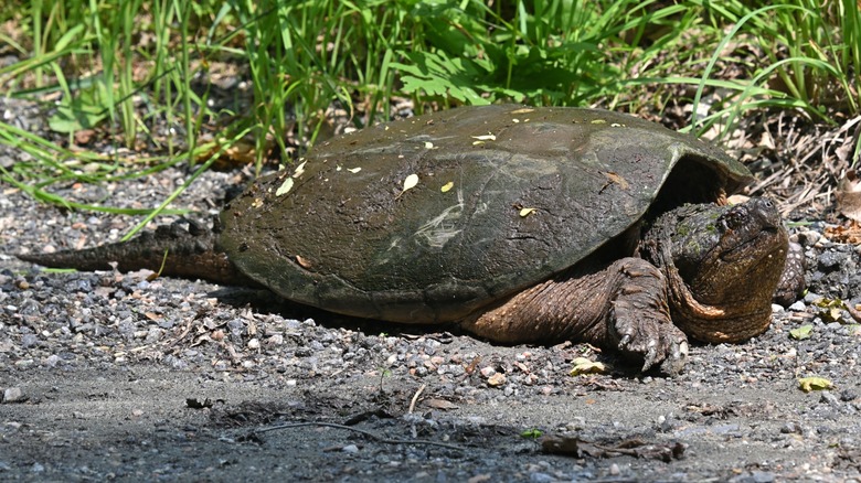 A common snapping turtle slowly makes its way across the ground