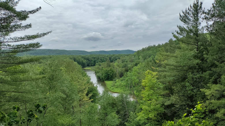 The Manistee River through the forest on the Loop trail