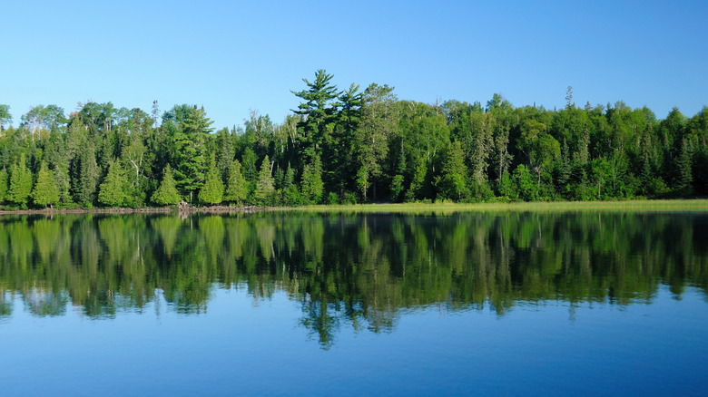 Forest trees reflected in Basswood Lake