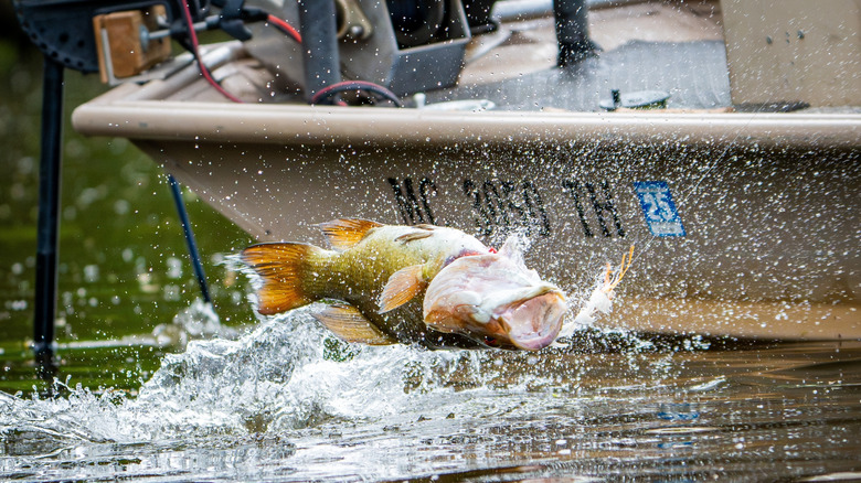 A largemouth bass jumps out of the water next to a fishing boat