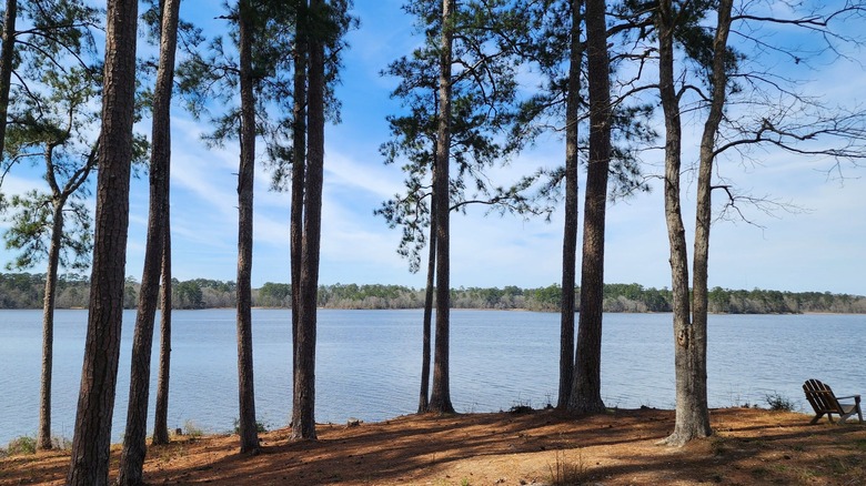 Trees in ﻿﻿Percy Quin State Park