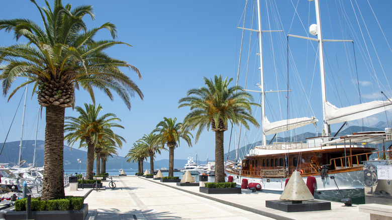 Yachts and palm trees in Tivat marina