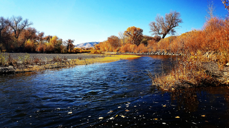 Carson River and autumn trees in Dayton, Nevada.