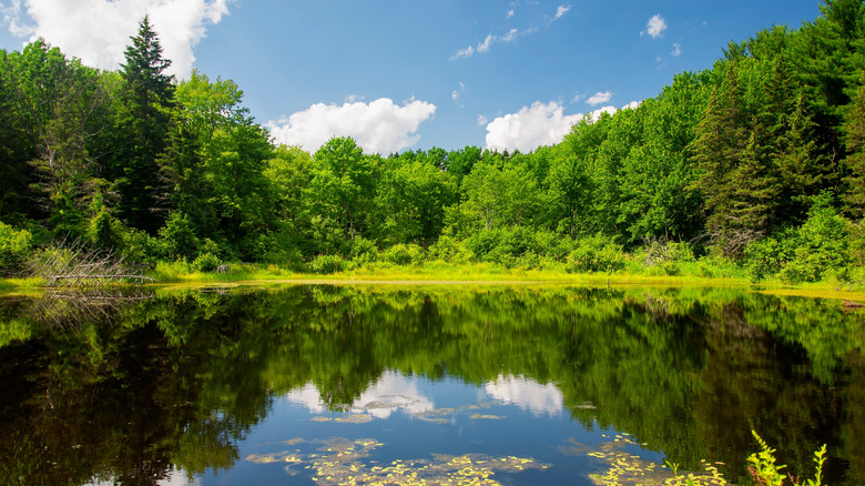 Wetland lake in Topsmead State Forest near Litchfield