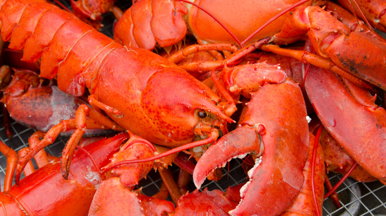 Steamed lobster in Martha's Vineyard