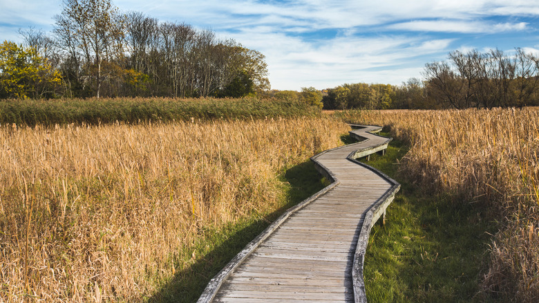Boardwalk through tall grass in fall