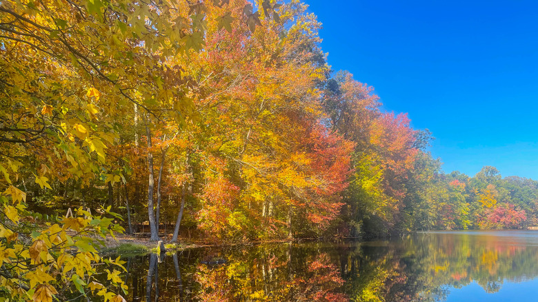 Autumn trees over a pond in Tenafly, New Jersey