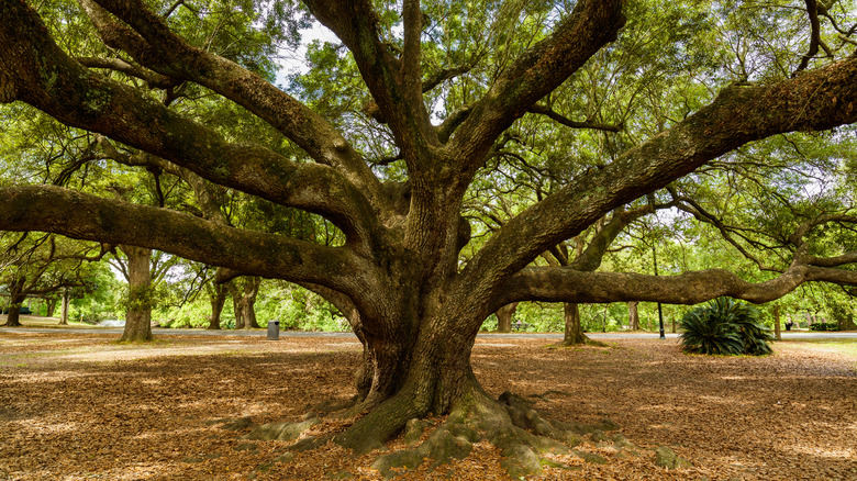 The Tree of Life in Audubon Park