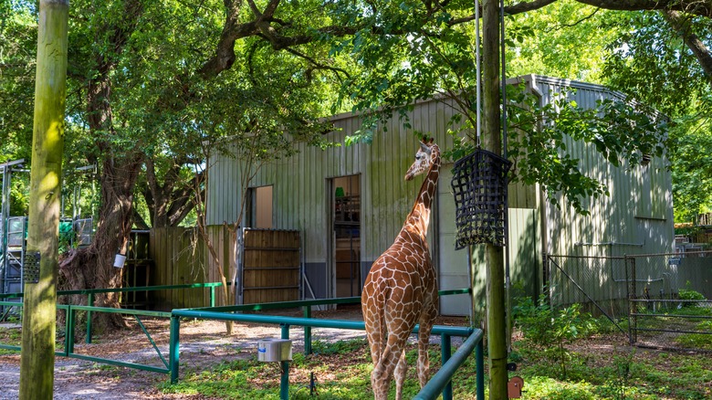 Giraffe peering at Audubon Zoo