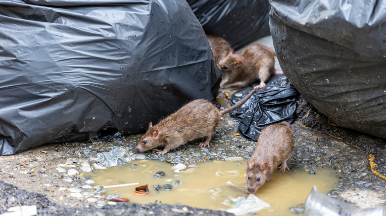 Four rats surrounded by garbage