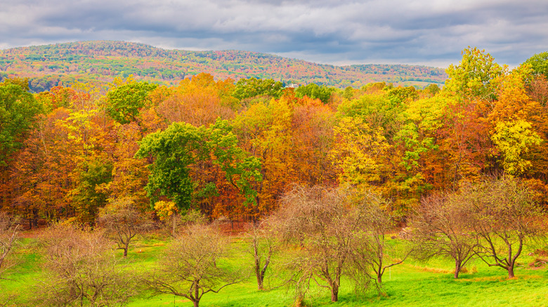 The countryside around Millbrook in Duchess County New York bursting with fall colors