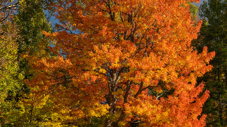 Beautiful fall foliage enlivens Warrensburg, New York