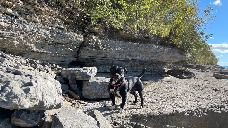 black dog on a rocky shoreline