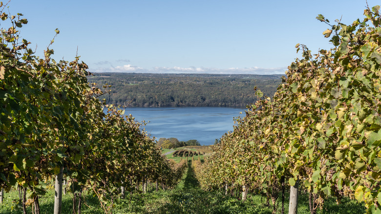 two rows of wine grapes with a far-off Finger Lake in the background