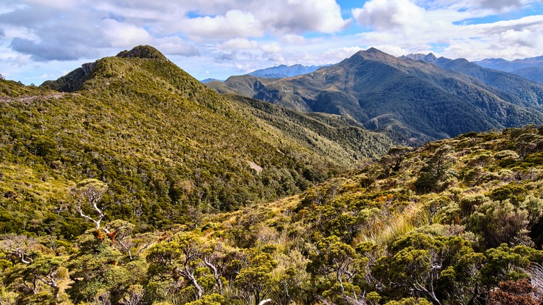 Mountain ridges and forest in Paparoa National Park
