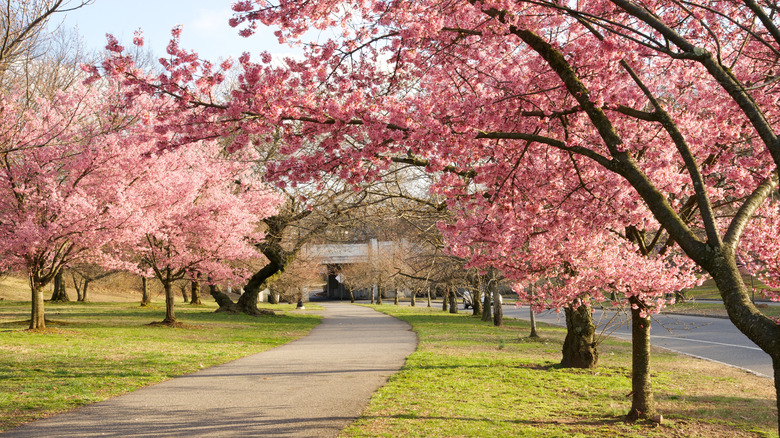 Beautiful cherry blossoms blooming at Branch Brook Park in Forest Hill