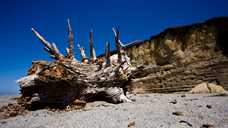 a weathered piece of driftwood on Big Lagoon Beach in Humboldt country