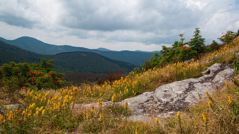Art Loeb Trail on Black Balsam in the Pisgah National Forest, NC