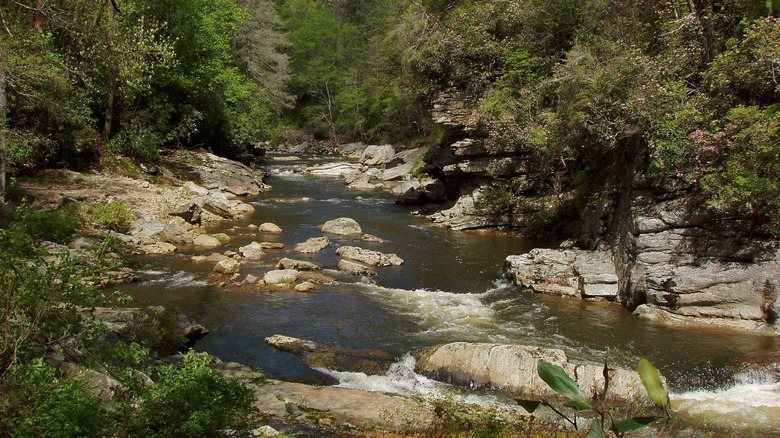 A view of the forested Babel Tower Trail and Linville River